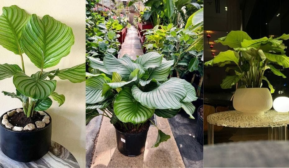 How To Grow And Care For Calathea Orbifolia 