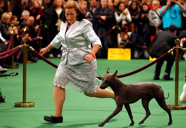 They’re Wearing What? Dog Show Handlers Edition