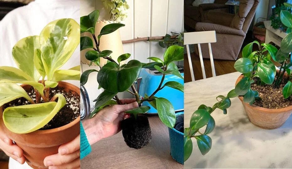 How to Grow Peperomia Obtusifolia (Baby Rubber Plant) | by AshleyScott ...
