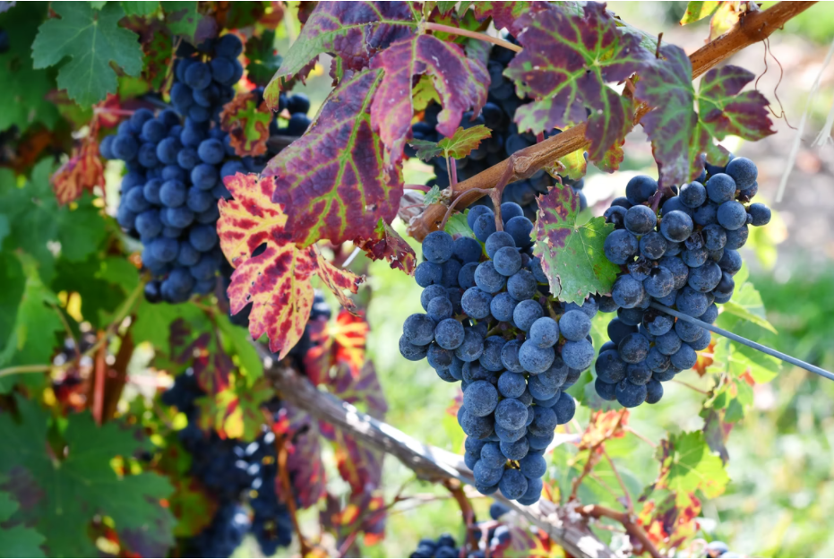 Analyzing Climate Impact On Wine Production Using Arcgis Notebooks And