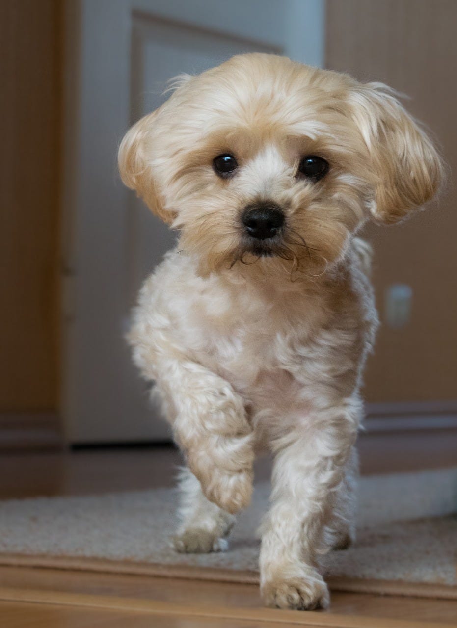 In Dog Language, There Are 8 Ways to Say “I Love You” by Dog Lovers