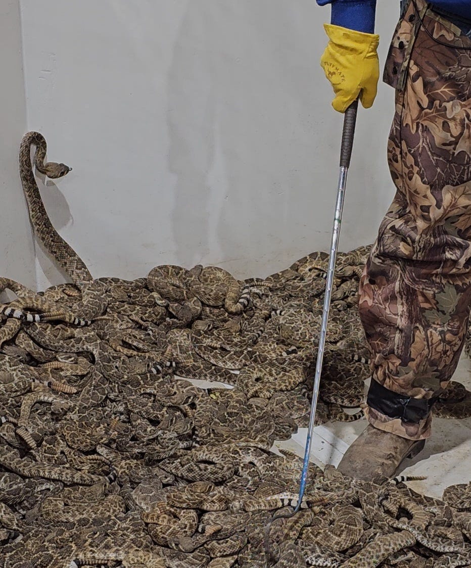 The Rattlesnake Roundup. The Rattlesnake Roundup is a sensory… by