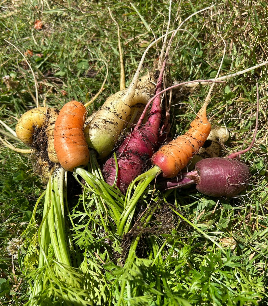 rainbow carrots, author’s photo