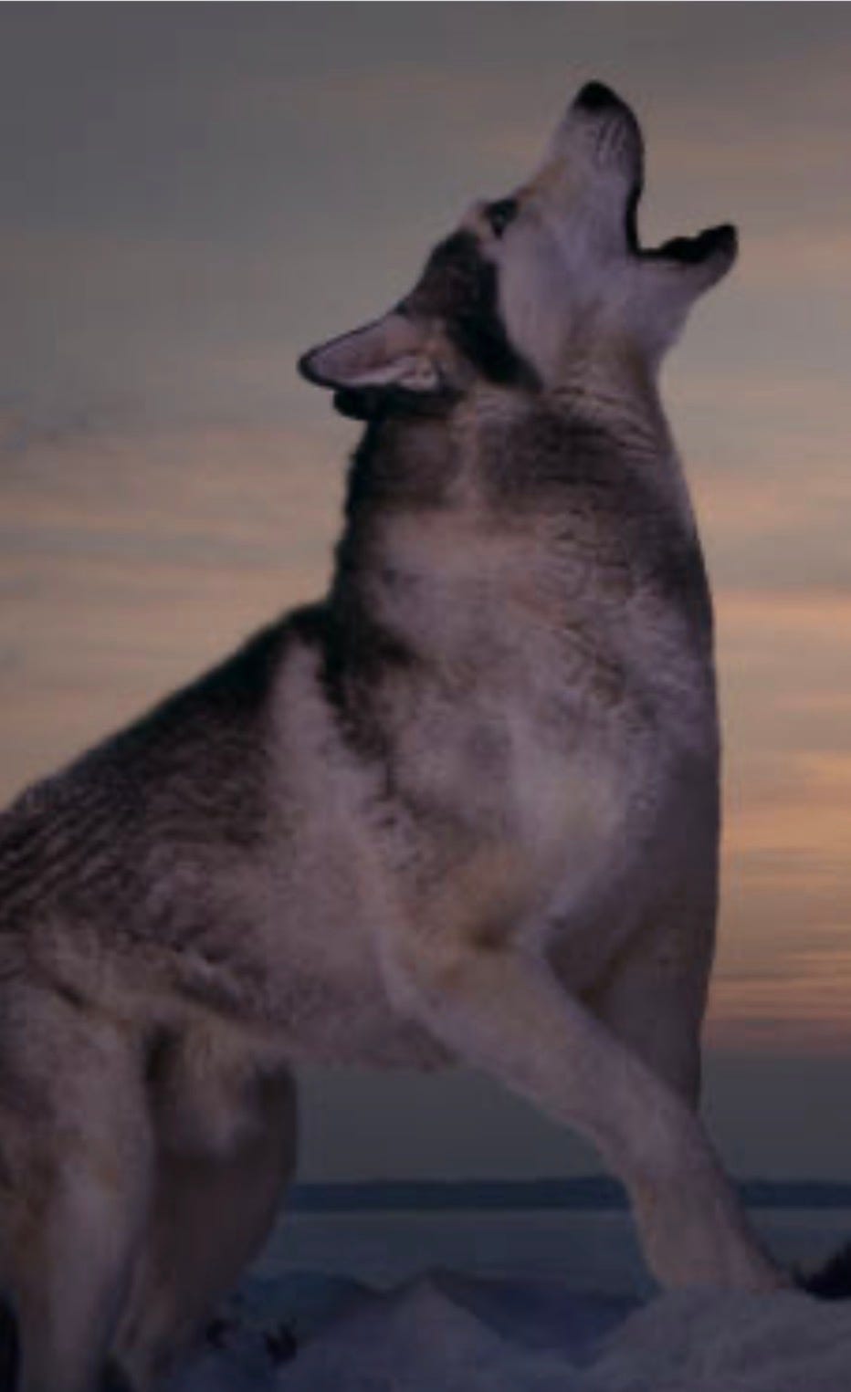 Lonely like the wolf