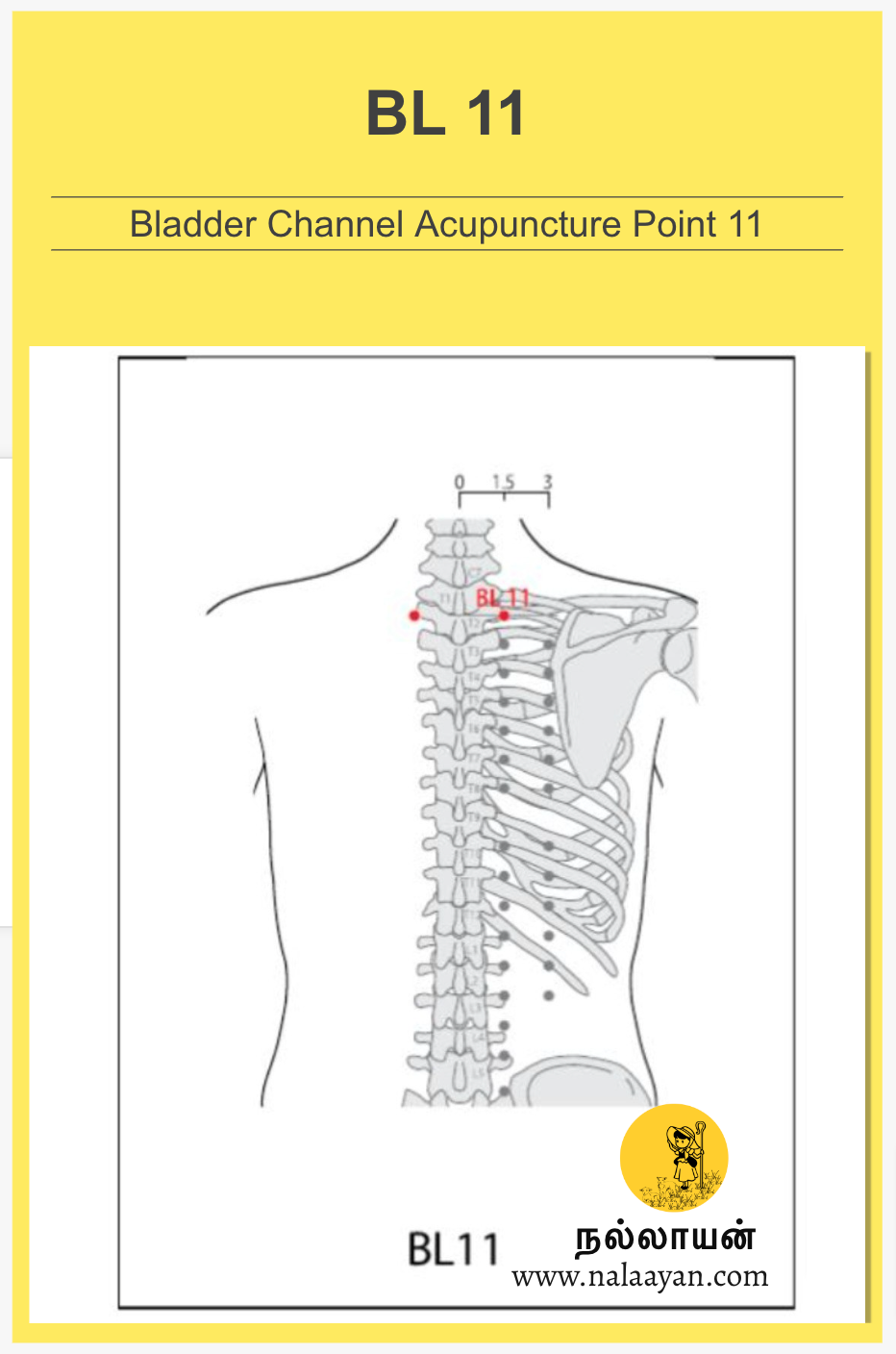 BL 11 Acupuncture Point - The Good Shepherd - Medium
