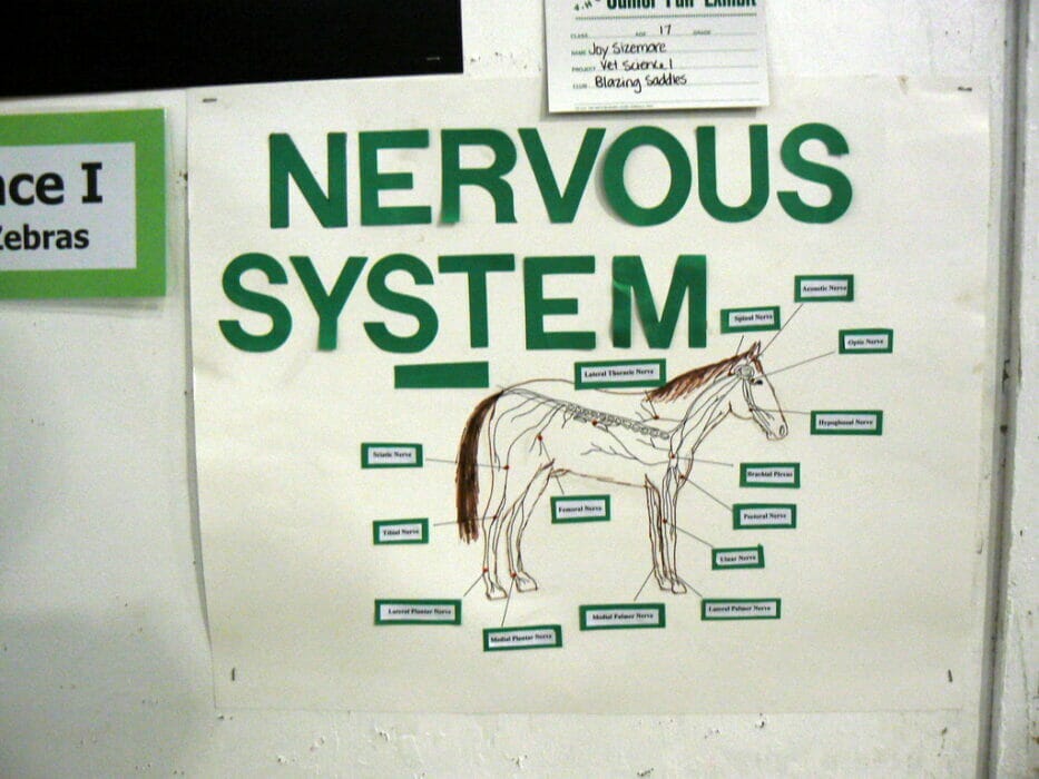 Equine Vet Jobs Opportunities and Requirements by Emergency Vet Medium