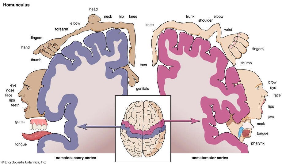 In this Encyclopedia Britannica illustration of our somatosensory cortex, we see in the very center our genitals next to our feet. Anus loops around to tongue and the mouth, and let’s never forget that we humans, as deuterostomes, begin in the womb as an anus.