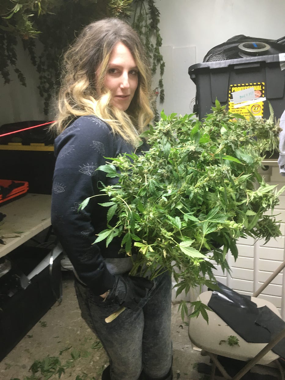 A woman with long wavy blond-brown hair stands in an indoor cannabis cultivation space, holding a large freshly harvested cannabis plant in her arms. She is wearing gloves, a dark sweater, and jeans. Behind her are drying cannabis branches hanging from the ceiling, storage bins, and a folding chair with trimming materials. The setting appears to be a grow room or trimming area.