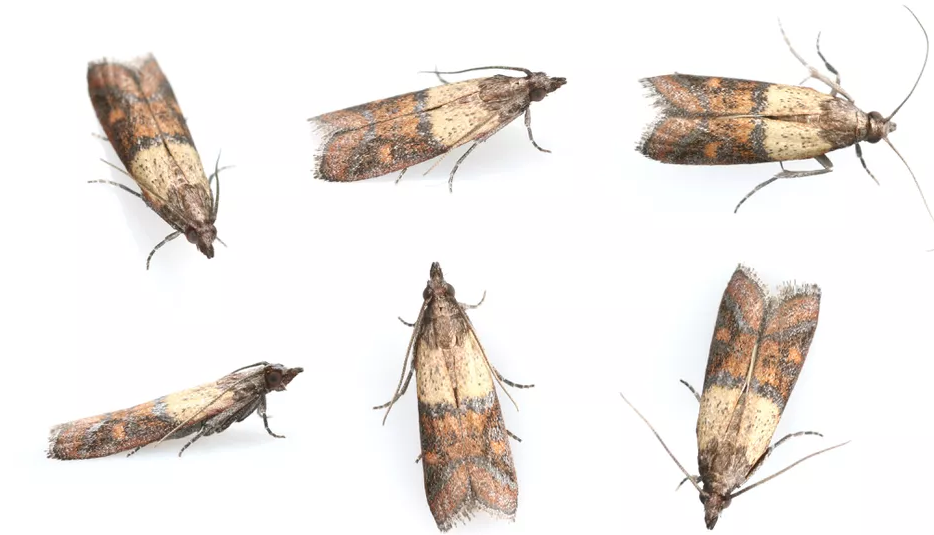 Different Ways of Getting Rid of Pantry Moths