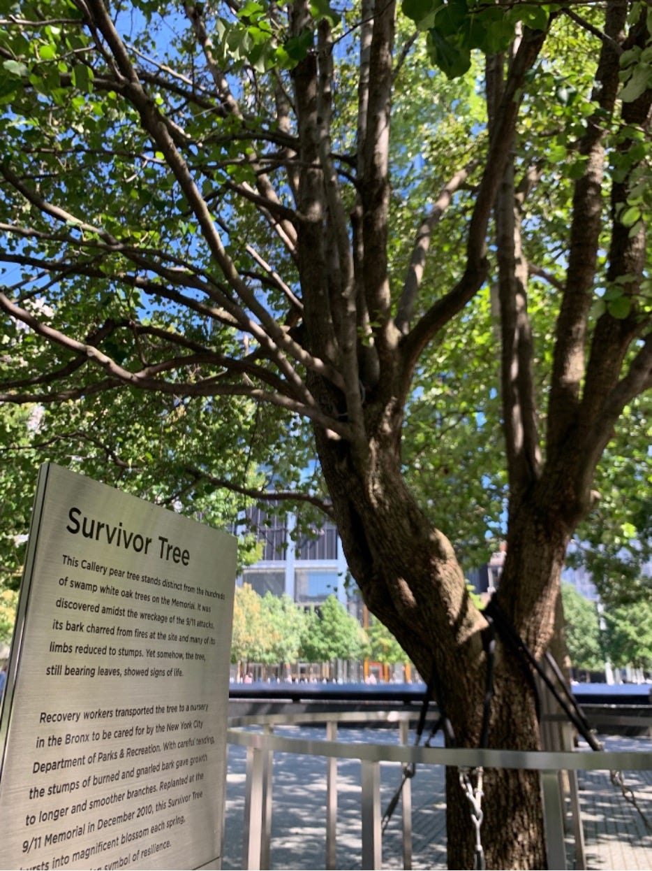 The Inspiring Story of THE SURVIVOR TREE in full bloom at the 9/11 MEMORIAL  in NEW YORK CITY 