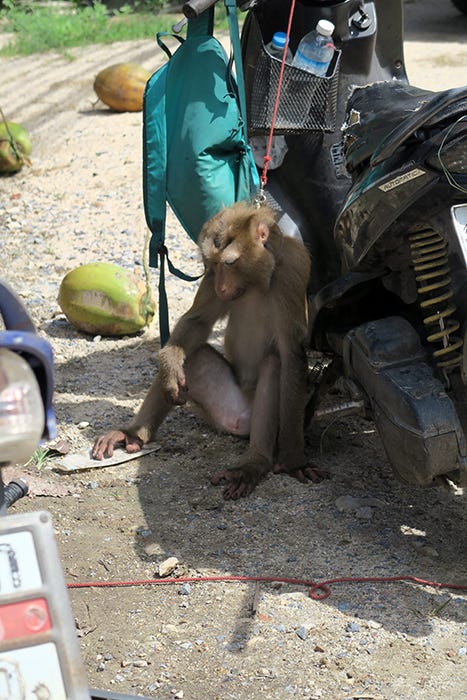 Monkey forced to pick coconuts