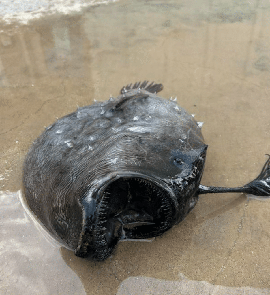 Bizarre Deep-Sea Creature Found Stranded on US Beach | by Animals ...