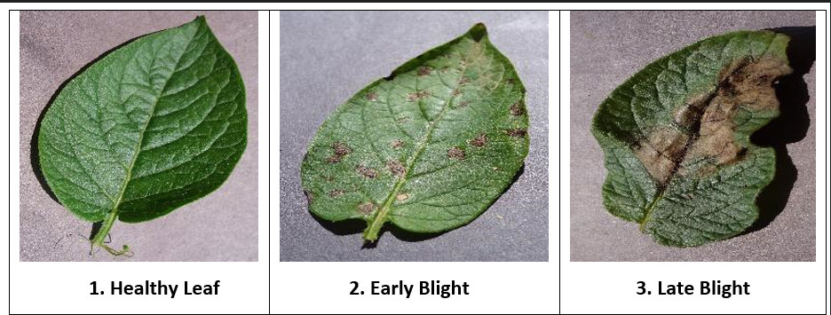 Potato Leaf Disease Classification model using VGG16 | by VARUN PN | Medium