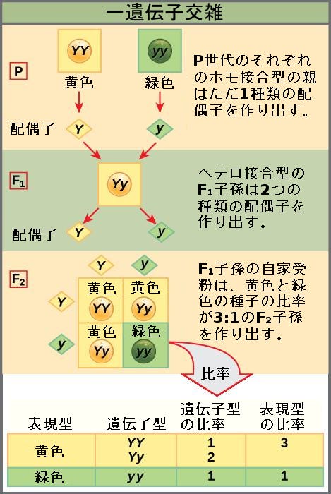 生物学 第2版 — 第12章 メンデルの実験と遺伝 —. Japanese