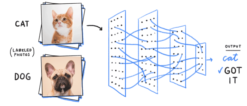 Preview image for Bridging the Gap: How Biological Neurons Inspired Artificial Neural Networks