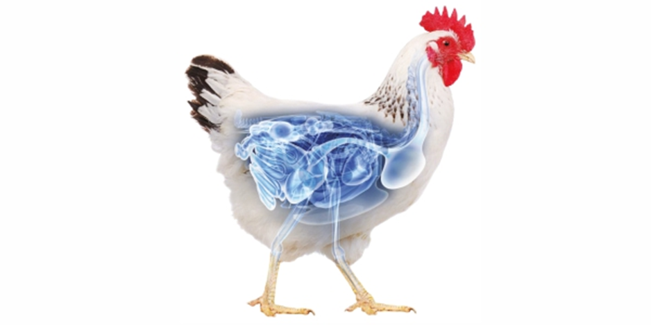 HIDDEN PROFITS IN THE IMMUNE SYSTEM OF POULTRY.! | by Vinayak ingredients | Medium