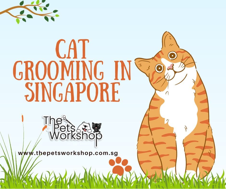 Why Cat Skin Care Matters — The Pets by