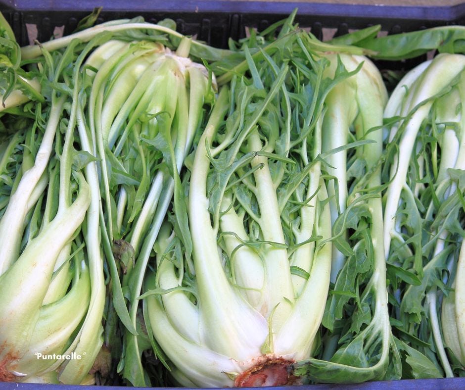 Puntarelle: varietà, come cucinarle e come coltivarle