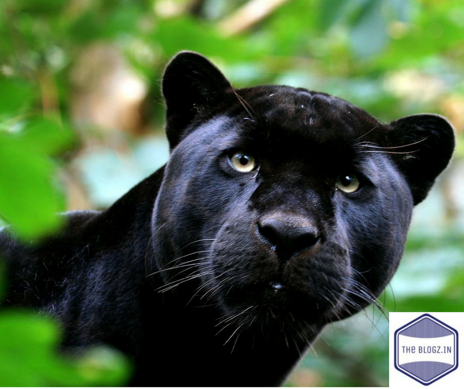 Black Panther Habitat Black Panther Habitat
