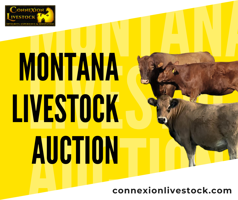 During Montana Livestock Auction by ConneXion Livestock Medium