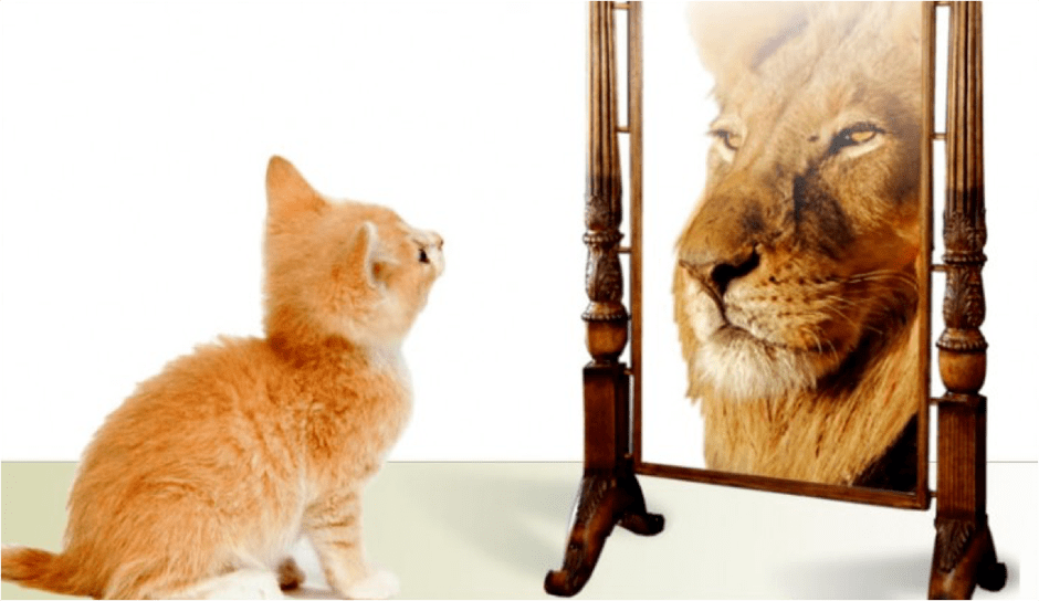 cat looking in mirror lion