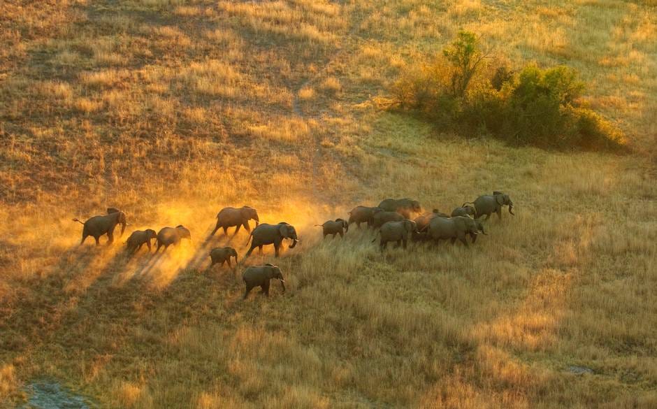 Elephants on a Plane. In the Article, “18 Elephants on a… by Ashley Chilton Medium