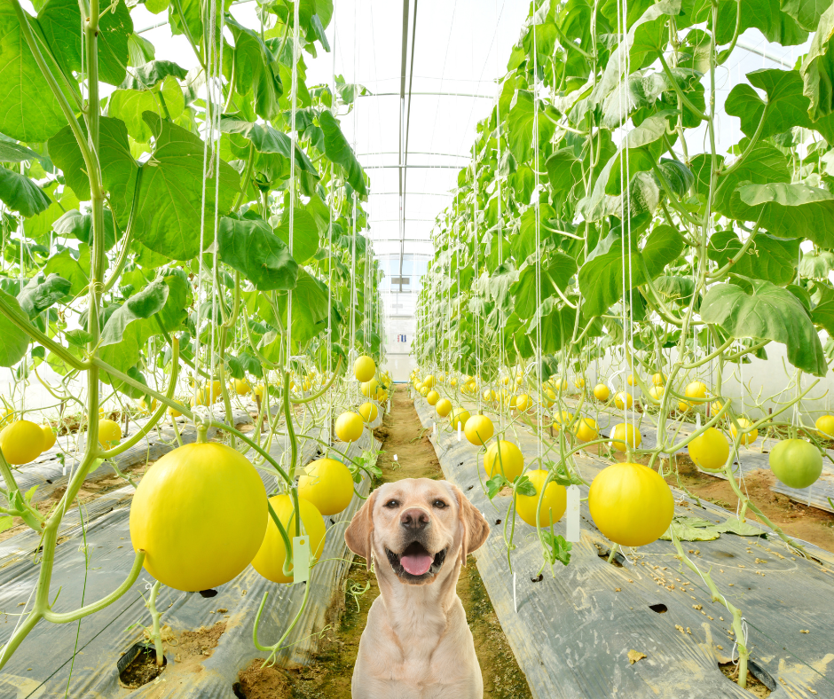 How To Pick A Good Cantaloupe For Dogs by Leon Sep, 2023 Medium