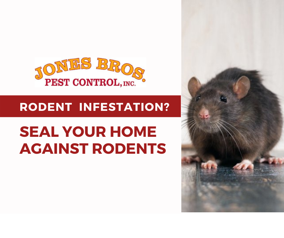 Struggling With a Rodent Infestation? Seal Your Home Against Rodents