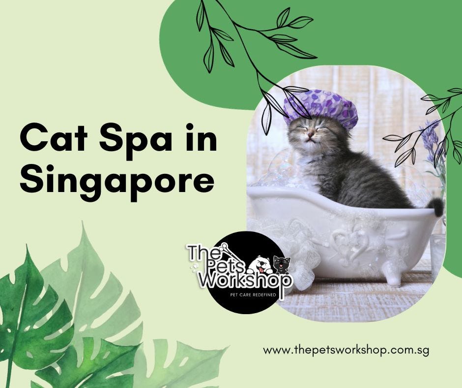 The emergence of cat spas is not just a luxury — The Pets Workshop | by ...