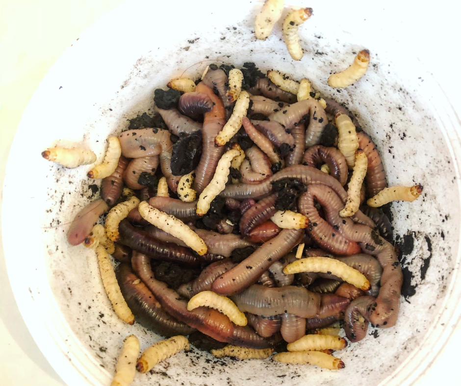 Five Reasons Why Live Wax Worms Are a Great Bait For Fishing