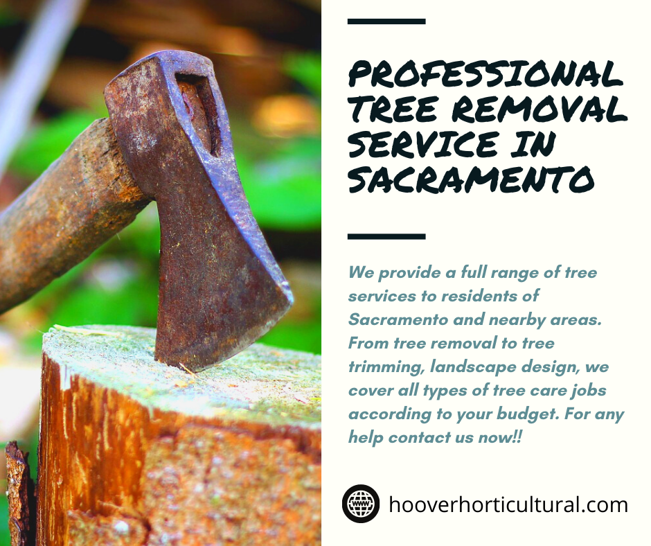 How to Kill a Tree Quickly? hoover horticulture Medium