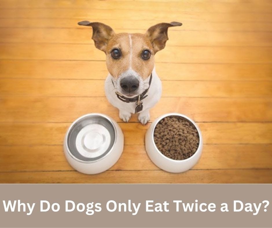 Why Do Dogs Only Eat Twice A Day Barkbuddyhub Medium