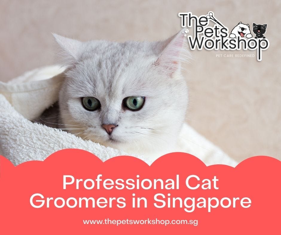 Who’s Provide Best Professional Cat Grooming Service in Singapore