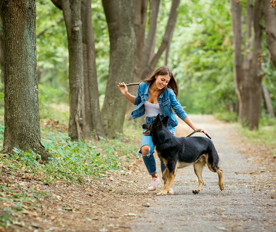 Training Exercises For Dogs
