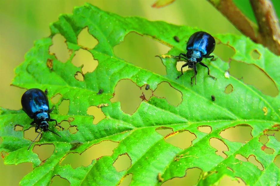 12 Natural Steps To Ward Off Garden Pests by Extremexterminating Medium