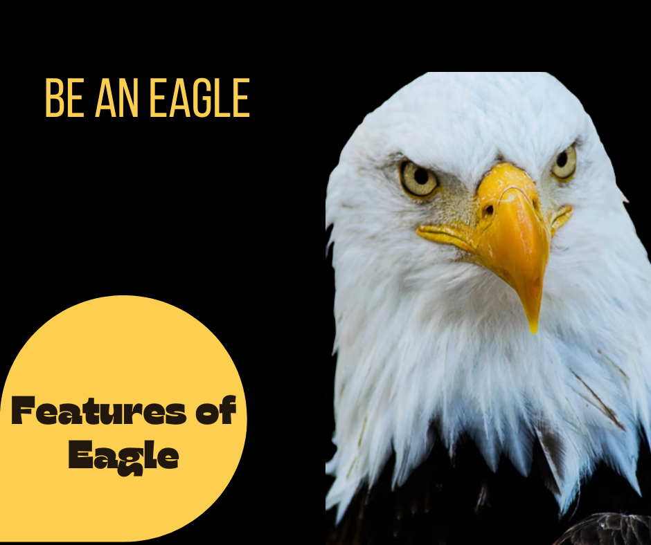Be an Eagle Eagle features. Eagles are birds. Throughout