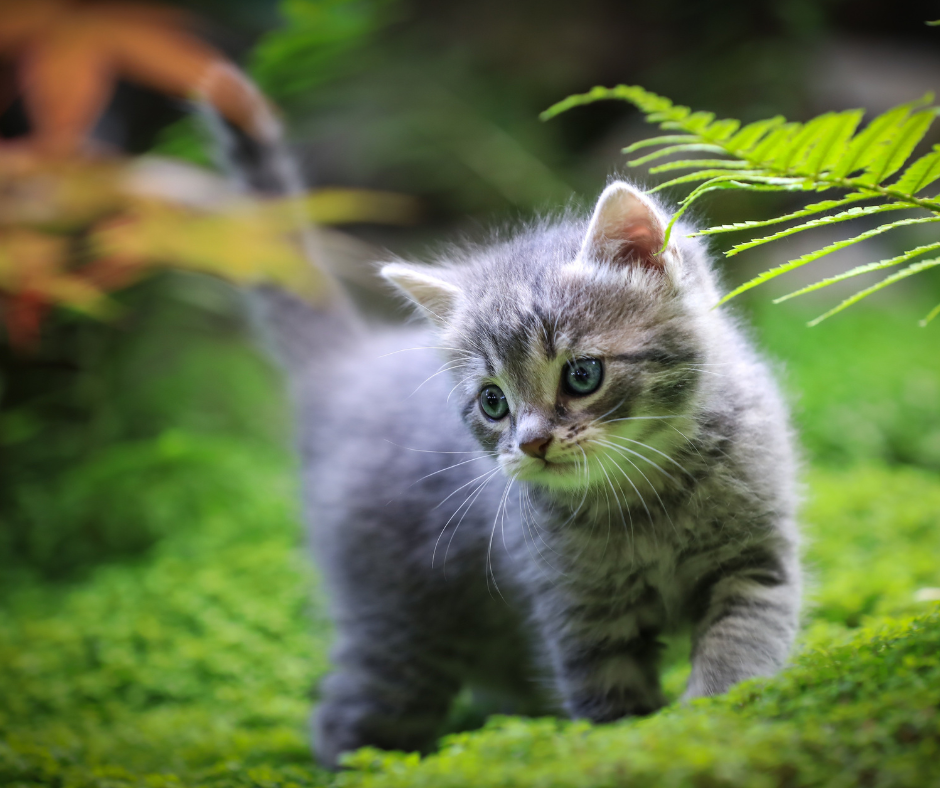What Breed of Cat Should I Get?. Or how to find the right cat by