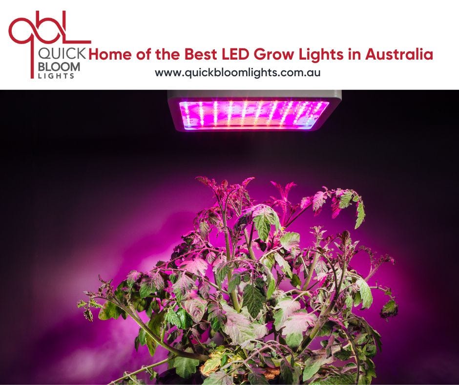 Why choose LED lights in your garden? | by quickbloomlights | Medium