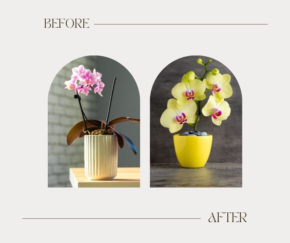 Can I Keep Orchids After They Finish Blooming?