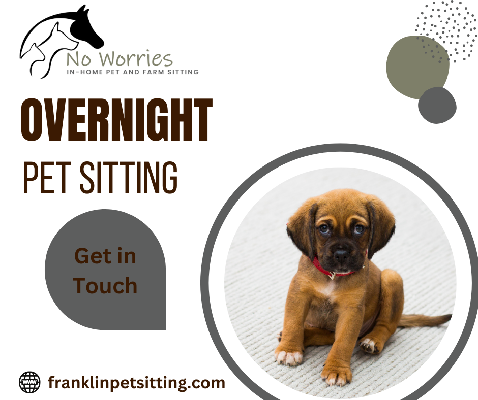 Overnight Pet Sitting No Worries Pet & Farm Sitting Medium