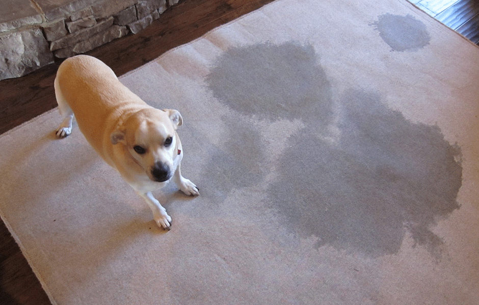 House Smells like Cat Pee. How to deal with various kinds of house