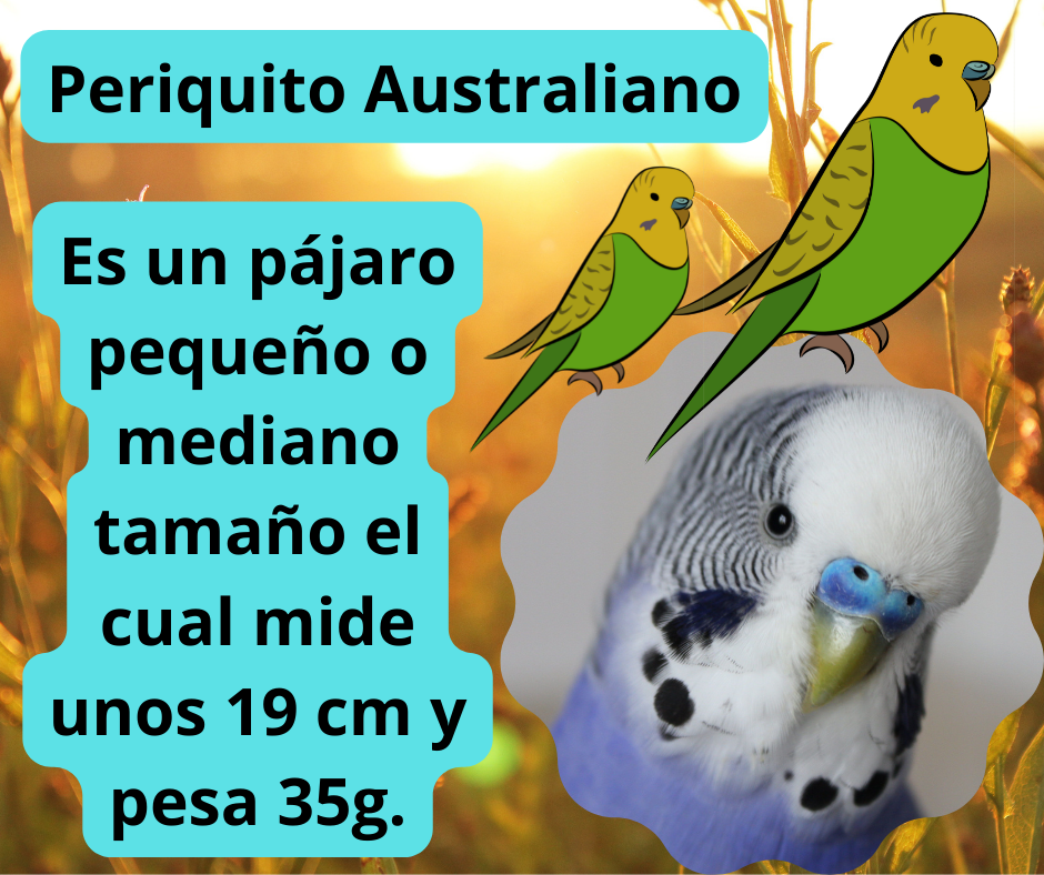 ¿Sabes cuanto viven los Periquitos Australianos? by Jose Manuel Gomez Arrayas Medium