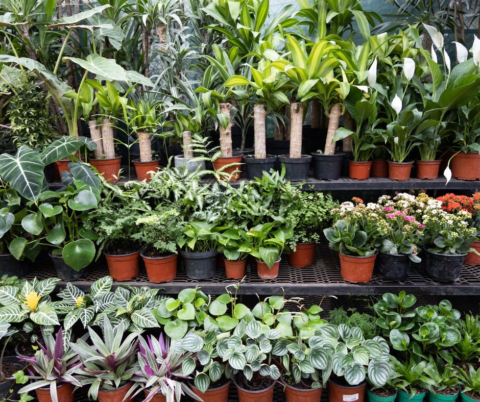 The Modern Era Gardening to Our Online Nursery Oasis
