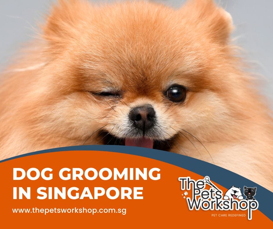 Singapore Dog Grooming Service at an Affordable Price