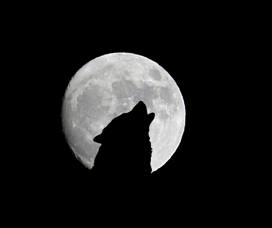 Do werewolves exist?. The legend of the werewolf (manwolf)… by All