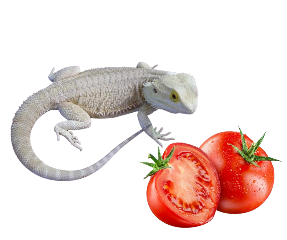 Can bearded dragons eat tomatoes? - beardeddragonsociety.com - Medium