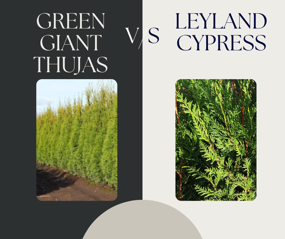 Comparing Thuja Green Giant and Leyland Cypress Trees | by Tyler ...