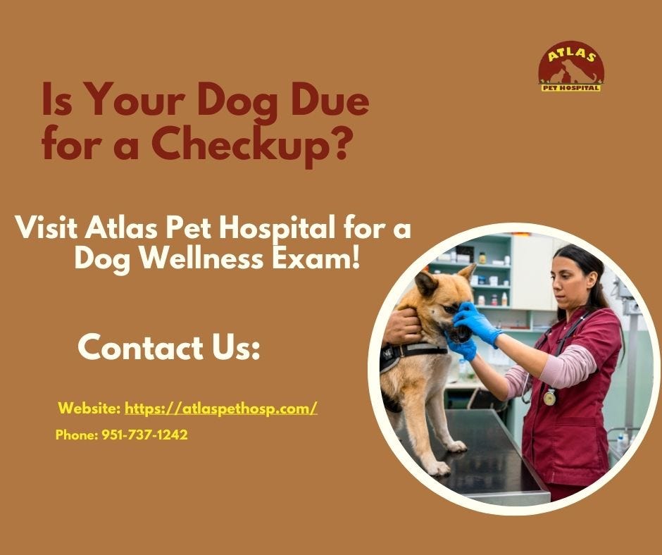Is Your Dog Due for a Checkup? Visit Atlas Pet Hospital for a Dog