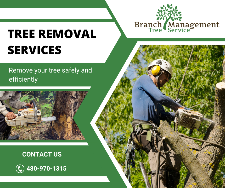 Reliable Tree Removal Solutions - Branch Management Tree Service - Medium