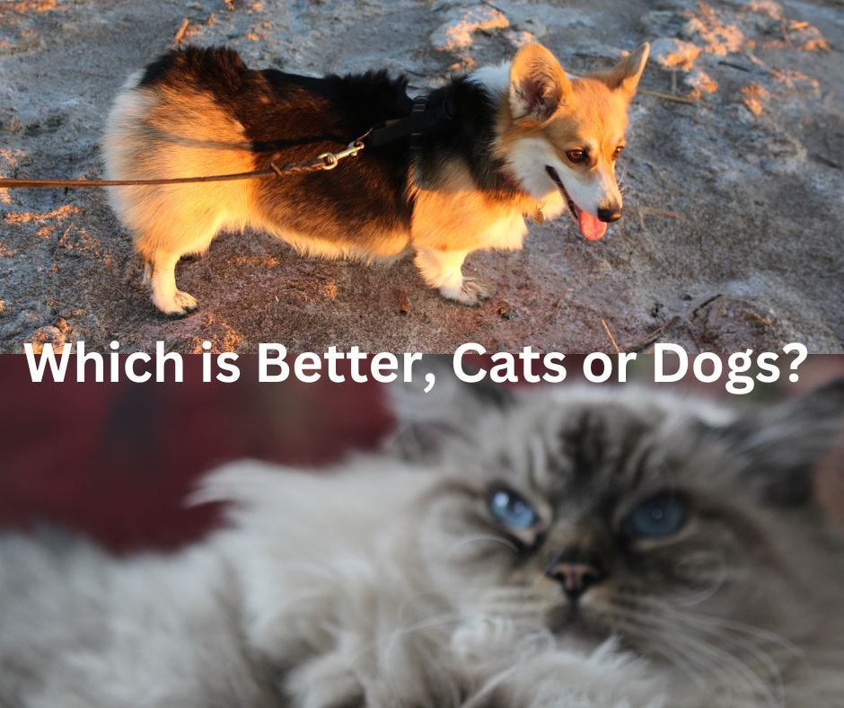 Cats or Dogs The Daily Cuppa Medium